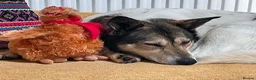 Mixed Breed dogs for adoption: MAPLE, 5yrs, 18kg,friendly,happy,confident,special in Ross-on-Wye - Advert 2