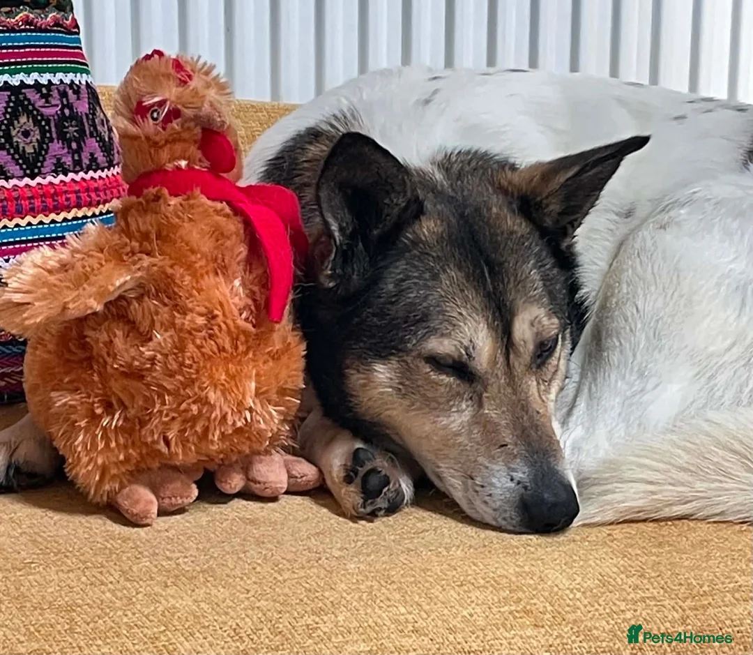 Mixed Breed dogs for adoption: MAPLE, 5yrs, 18kg,friendly,happy,confident,special in Ross-on-Wye - Advert 2