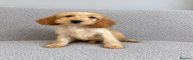 Cockapoo 6