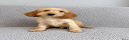 Cockapoo dogs for sale: Cockapoo Puppies Ready Now  - Advert 15