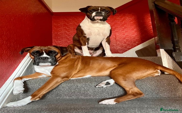 Boxer dogs - Advert 1
