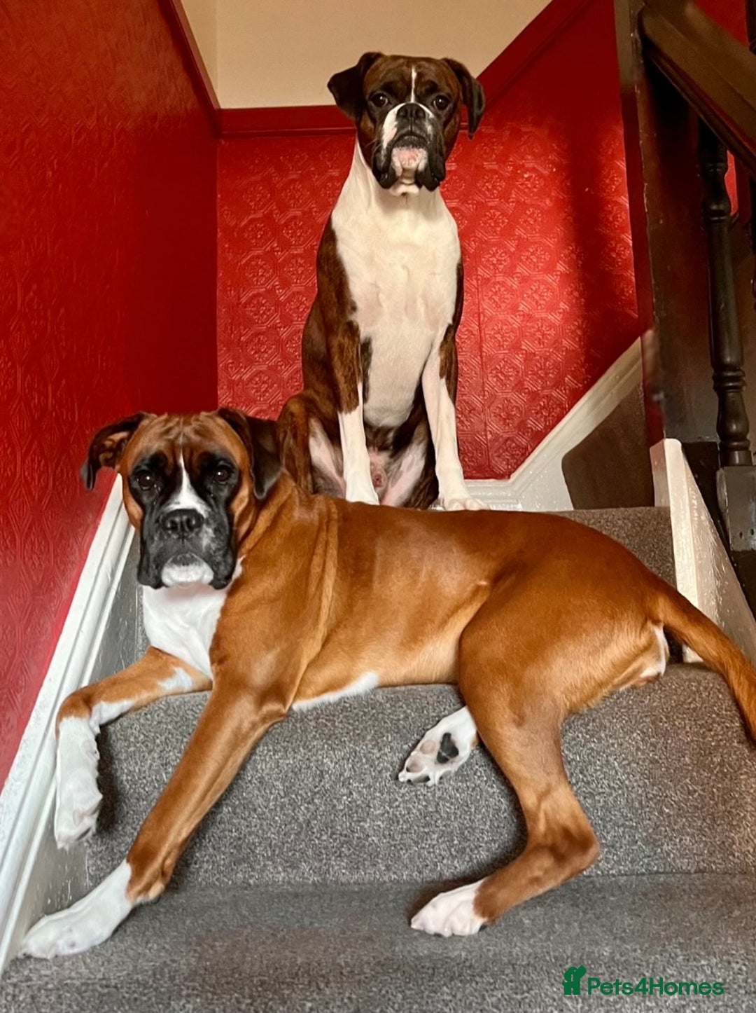 Boxer dogs for sale: POTENTIAL Re-home   - Image 1