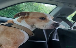 Mixed Breed dogs for sale: Junior-The Bullwhip - Image 1