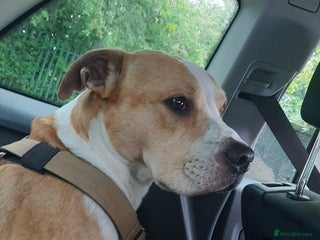 Mixed Breed dogs - Advert 5