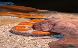 Corn Snake reptiles for sale: Beautiful sun-kissed corn snake & vivarium  - Image 6