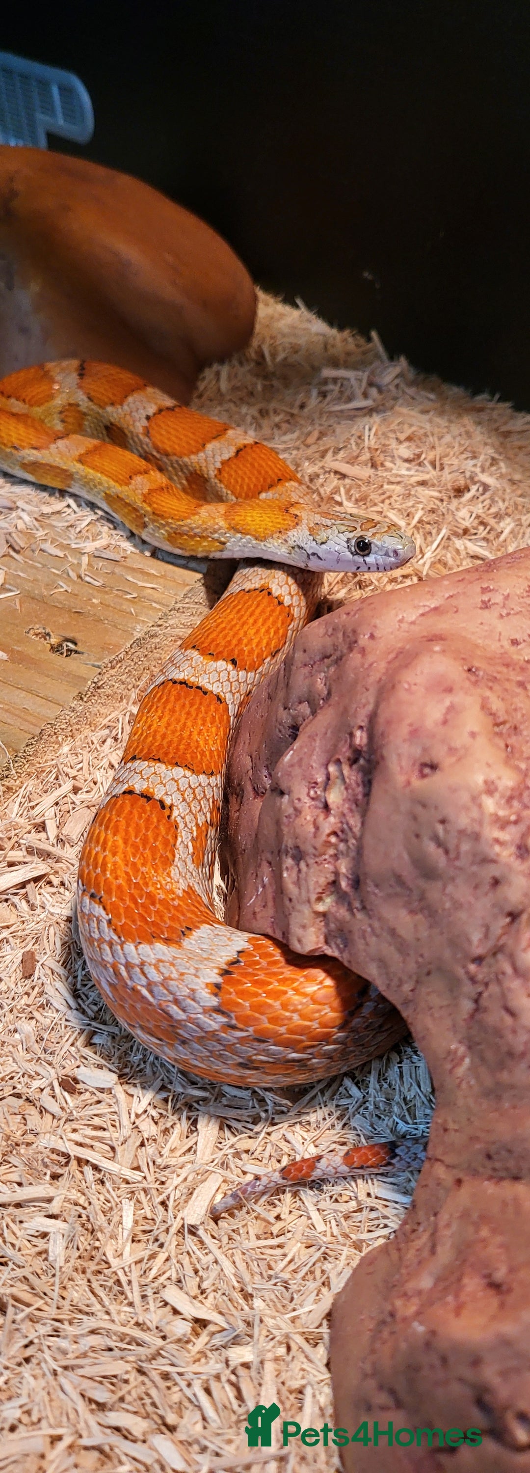 Corn Snake reptiles for sale: Beautiful sun-kissed corn snake & vivarium  - Image 6