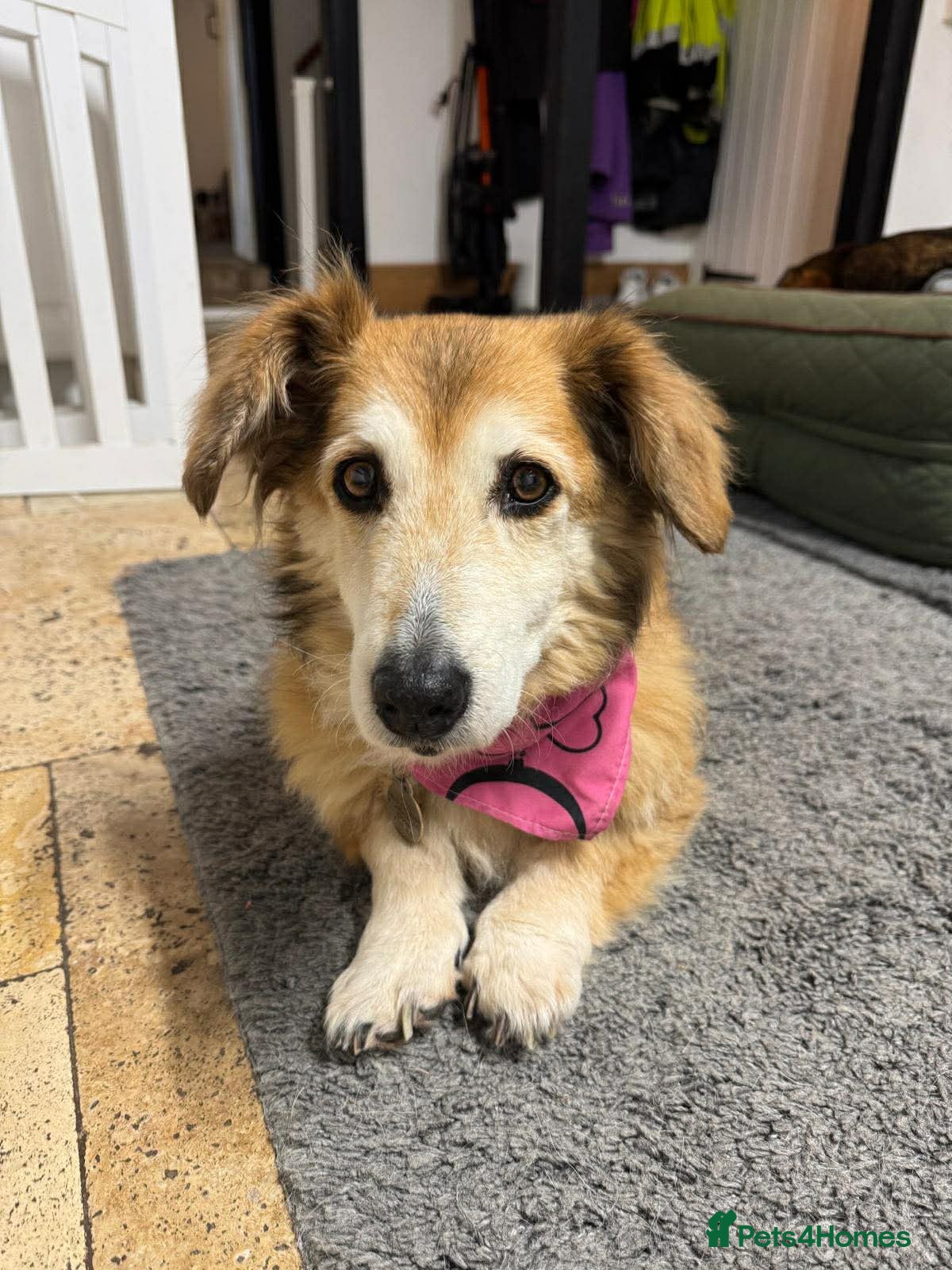 Mixed Breed dogs LENIA-very friendly girl/loving companion/happy - Advert 1