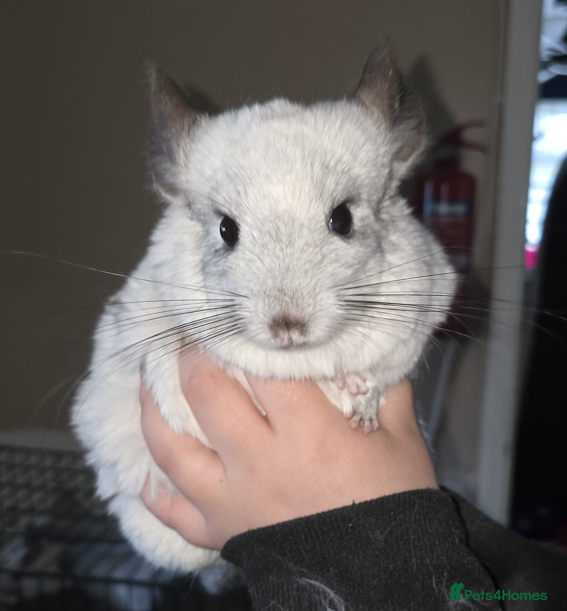 Chinchilla rodents 2 Male Friendly Chinchillas - Advert 17