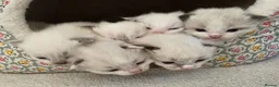 Ragdoll cats for sale: Adorable little Ragdolls  - Advert 4