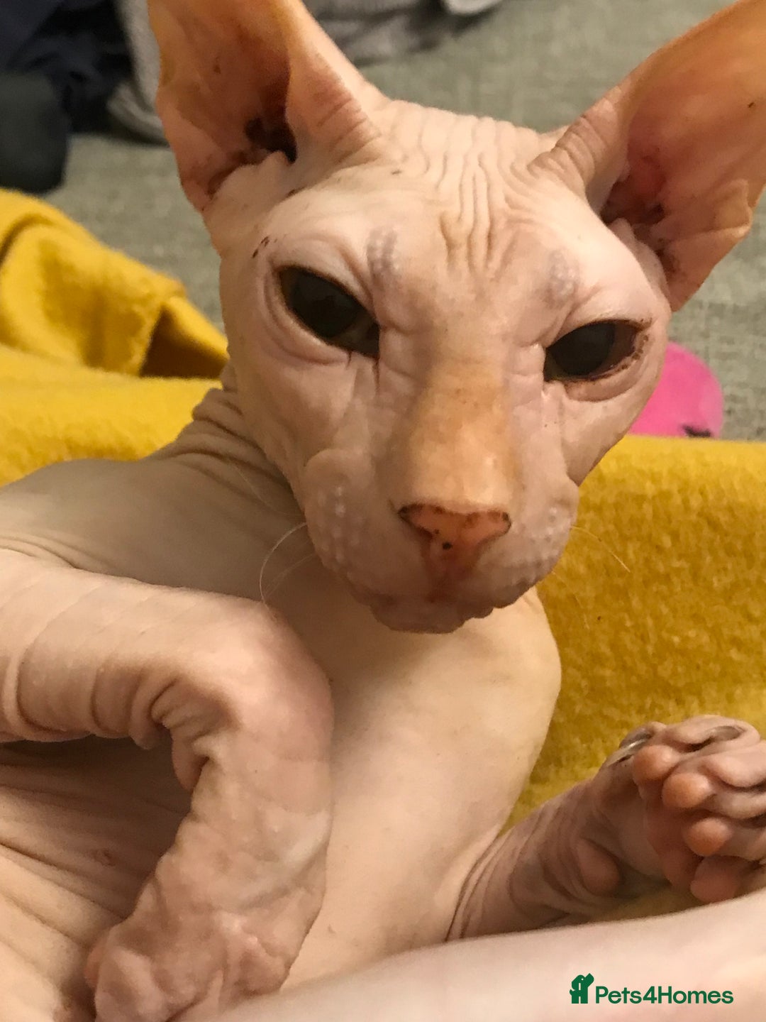 Sphynx cats for sale: 9 year old neutered male Sphynx cat  - Advert 6