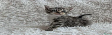 Tabby Male