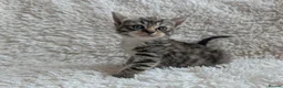 Mixed Breed cats for sale: 5 Male and 2 Female Tabbys - Advert 8