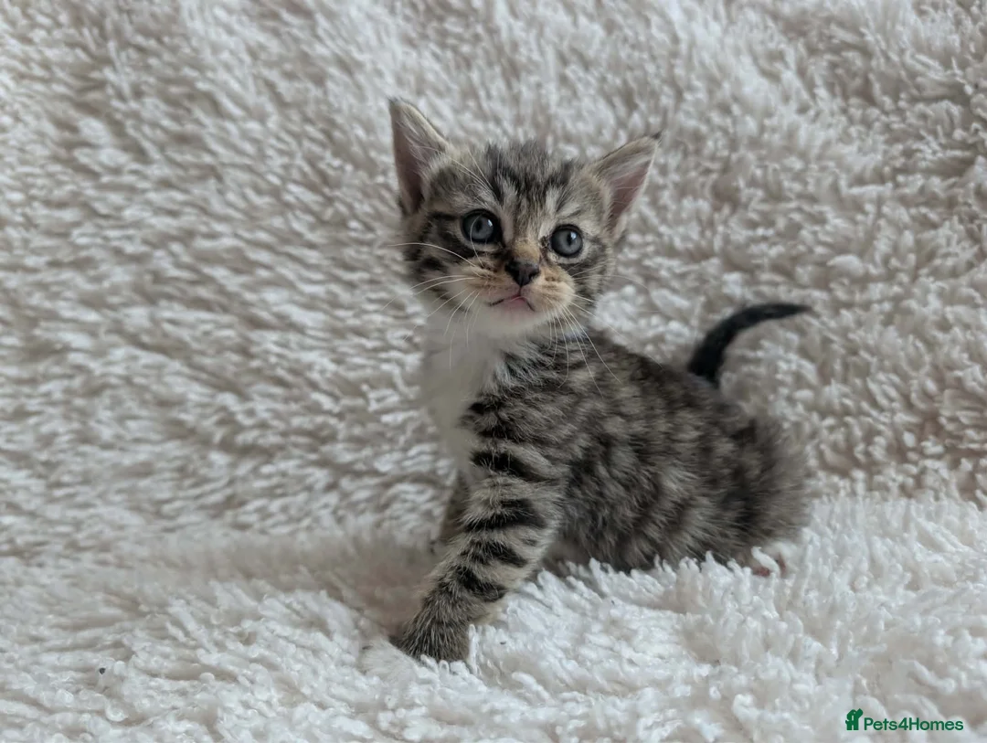Mixed Breed cats for sale: 5 Male and 2 Female Tabbys - Advert 8