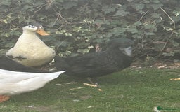 Ducks poultry for sale: 2 females and 2 male ducks for sale  - Advert 12
