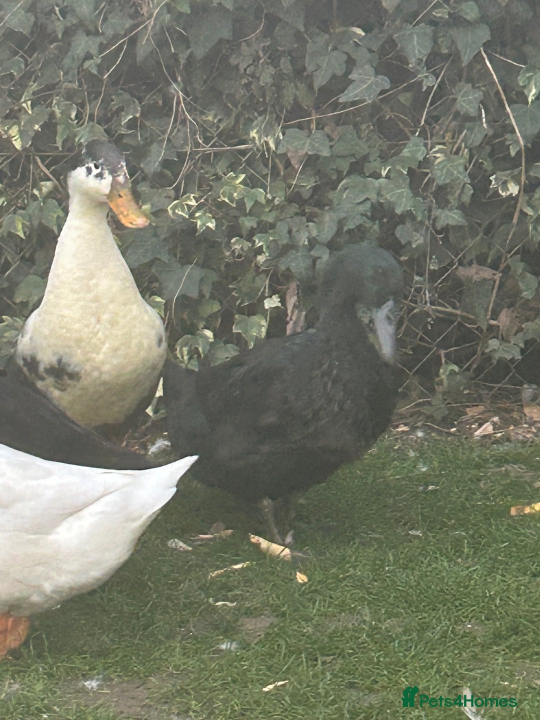 Ducks poultry for sale: 2 females and 2 male ducks for sale  - Advert 12