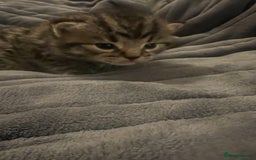British Shorthair cats for sale: 4 Beautiful British Shorthair cross Kittens  - Image 21