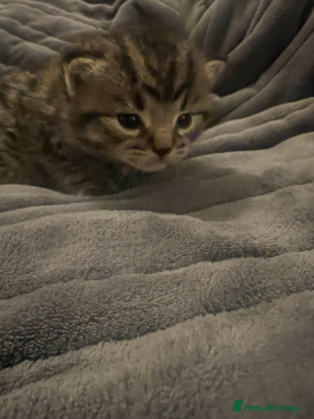 British Shorthair cats for sale: 4 Beautiful British Shorthair cross Kittens  - Image 21