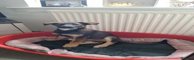 Mixed Breed 1