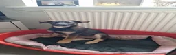 Mixed Breed dogs for sale: Two lovely puppies  - Advert 1