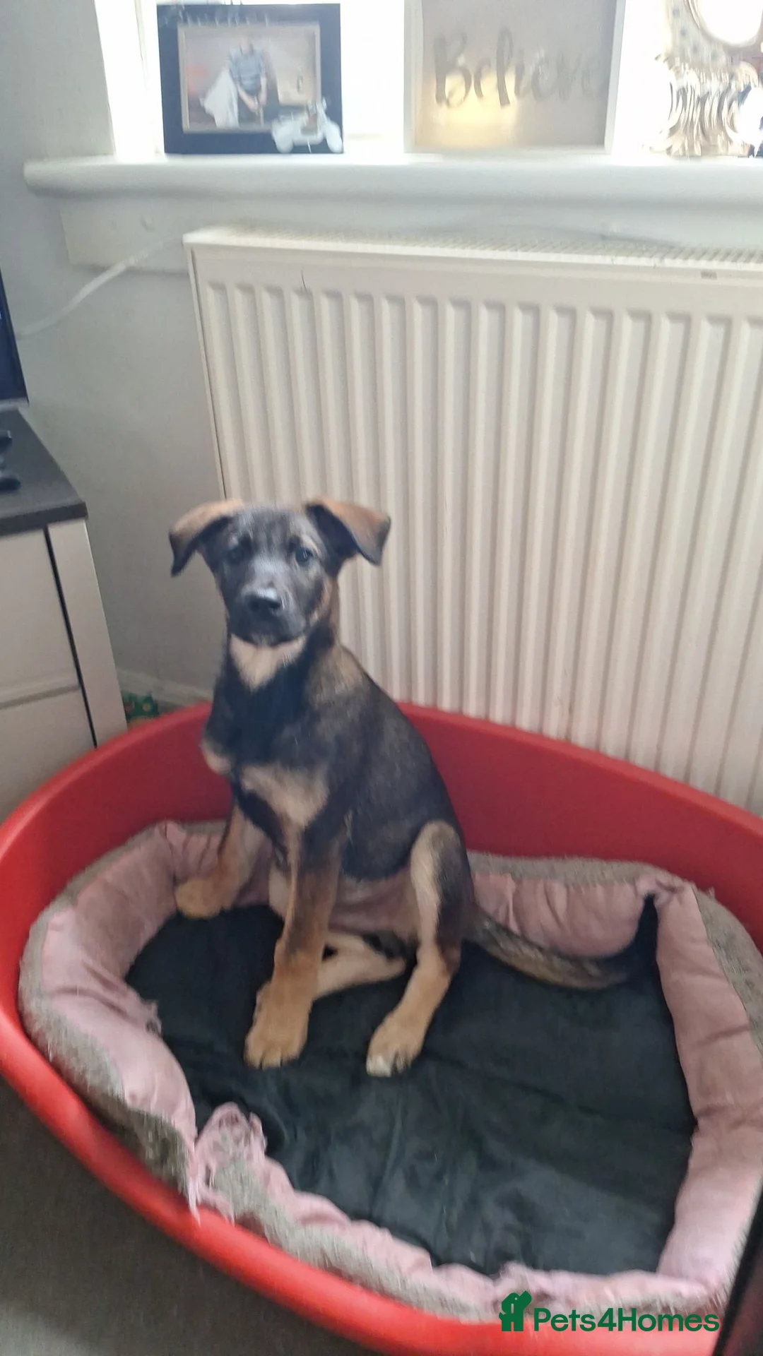 Mixed Breed dogs for sale: Two lovely puppies  - Advert 1