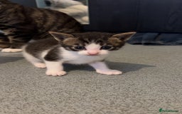 Domestic Shorthair cats for sale: 4 DSH kittens for sale - Image 6