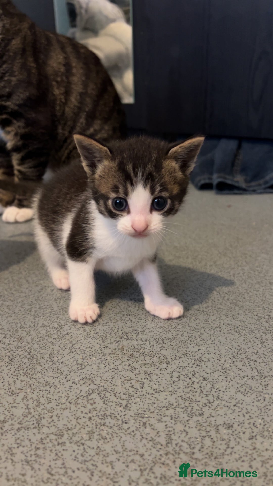 Domestic Shorthair cats for sale: 4 DSH kittens for sale - Image 6