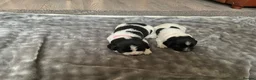 English Springer Spaniel dogs for sale: KC Registered English Springer Spaniel Puppies - Advert 4