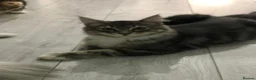 Siberian cats for sale: Two gorgeous Siberian kittens ready for a new home - Advert 9
