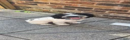 English Springer Spaniel dogs for sale: Casper – Looking for His Forever Home 🐾❤️ - Advert 5