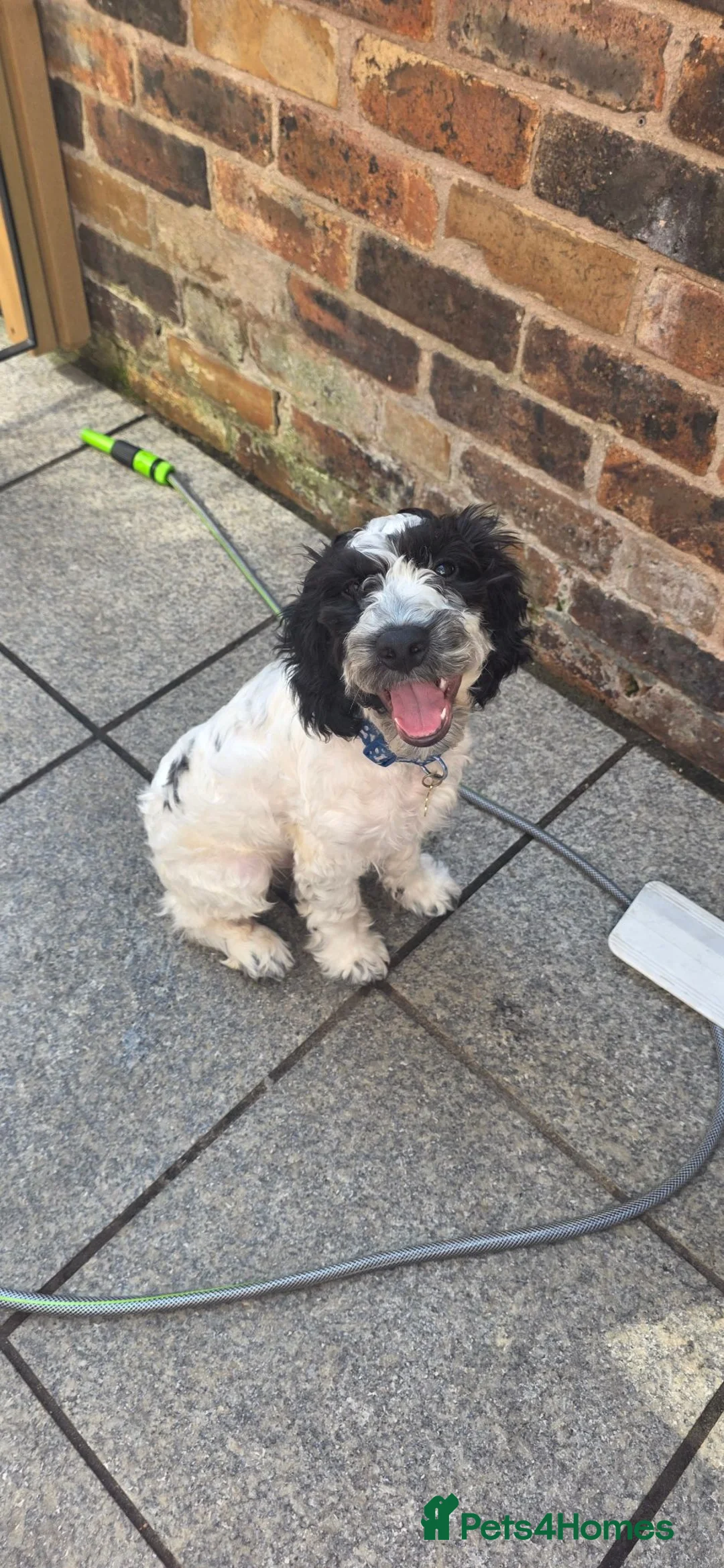 English Springer Spaniel dogs for sale: Casper – Looking for His Forever Home 🐾❤️ - Advert 5