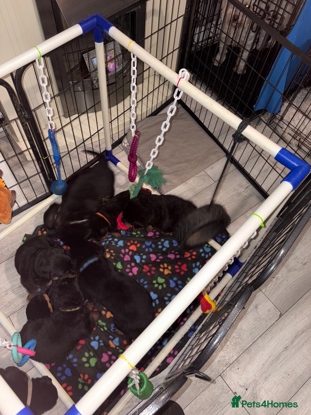 Rottweiler dogs for sale: Purebred Rottweiler Puppies Family Companions - Advert 7