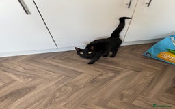 Domestic Shorthair cats for sale: Bella black shorthair domestic  - Image 2