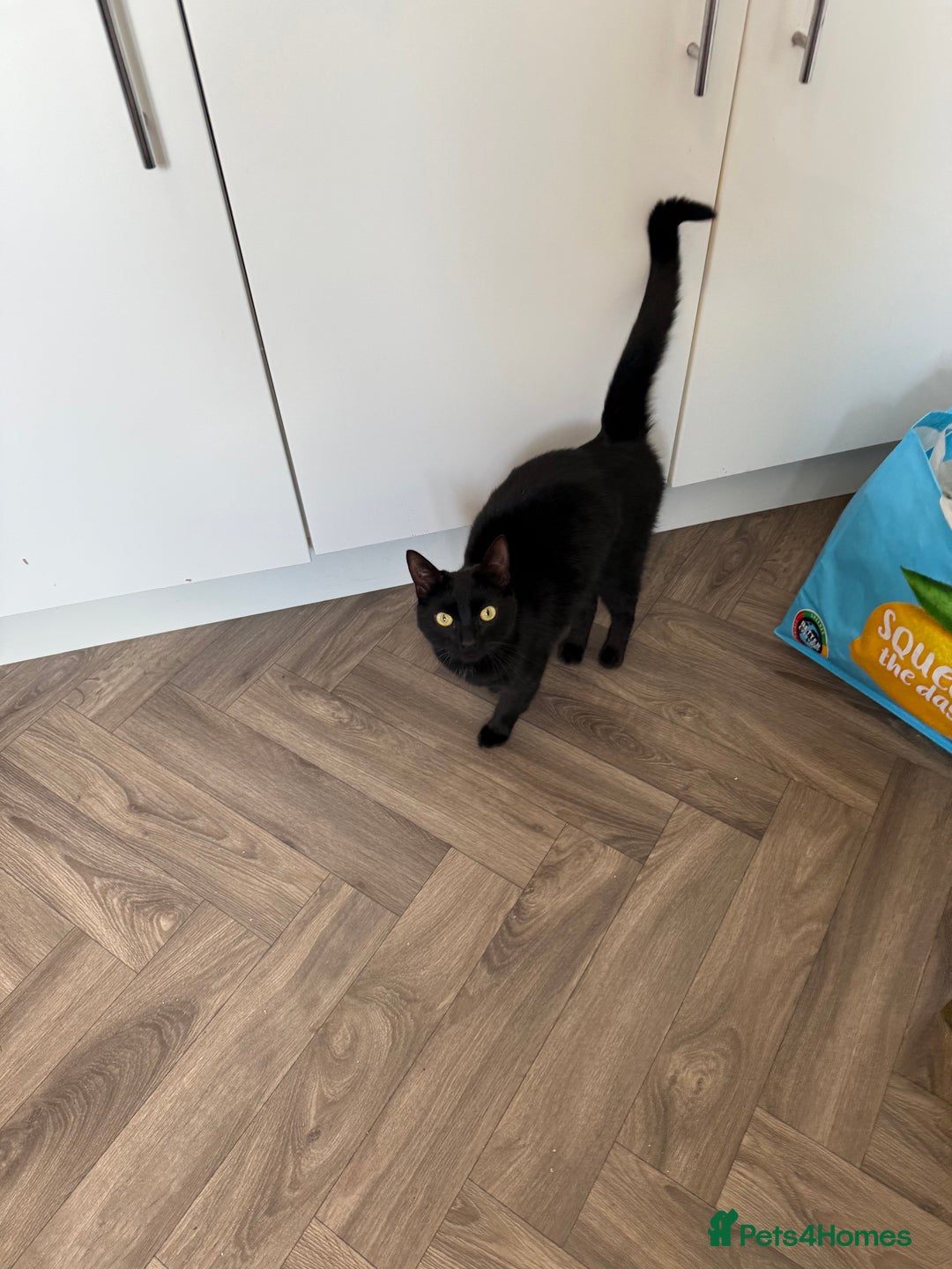 Domestic Shorthair cats for sale: Bella black shorthair domestic  - Image 2