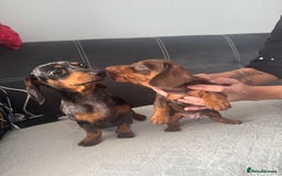Miniature Dachshund dogs for sale: Dachshund mini - Image 3