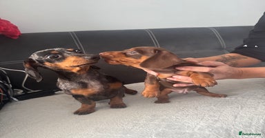 Miniature Dachshund dogs - Advert 10