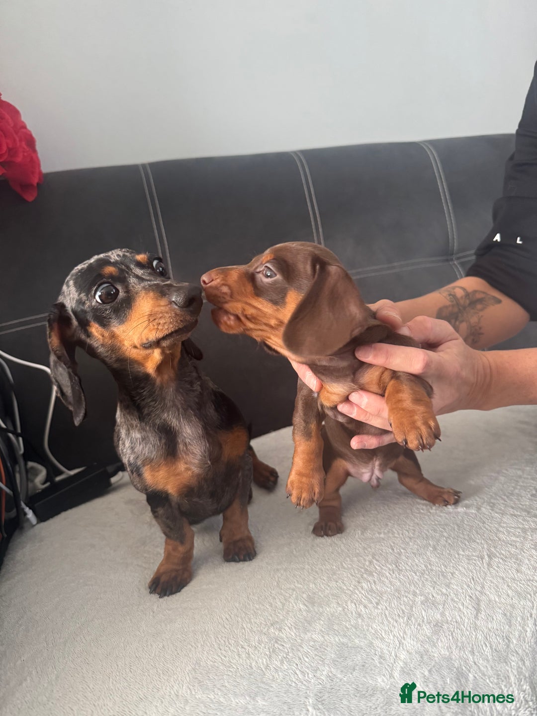 Miniature Dachshund dogs for sale: Dachshund mini - Image 3