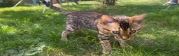 Bengal cats for sale: TICA Registered Bengal Kitten - Stunning Rosettes - Advert 16