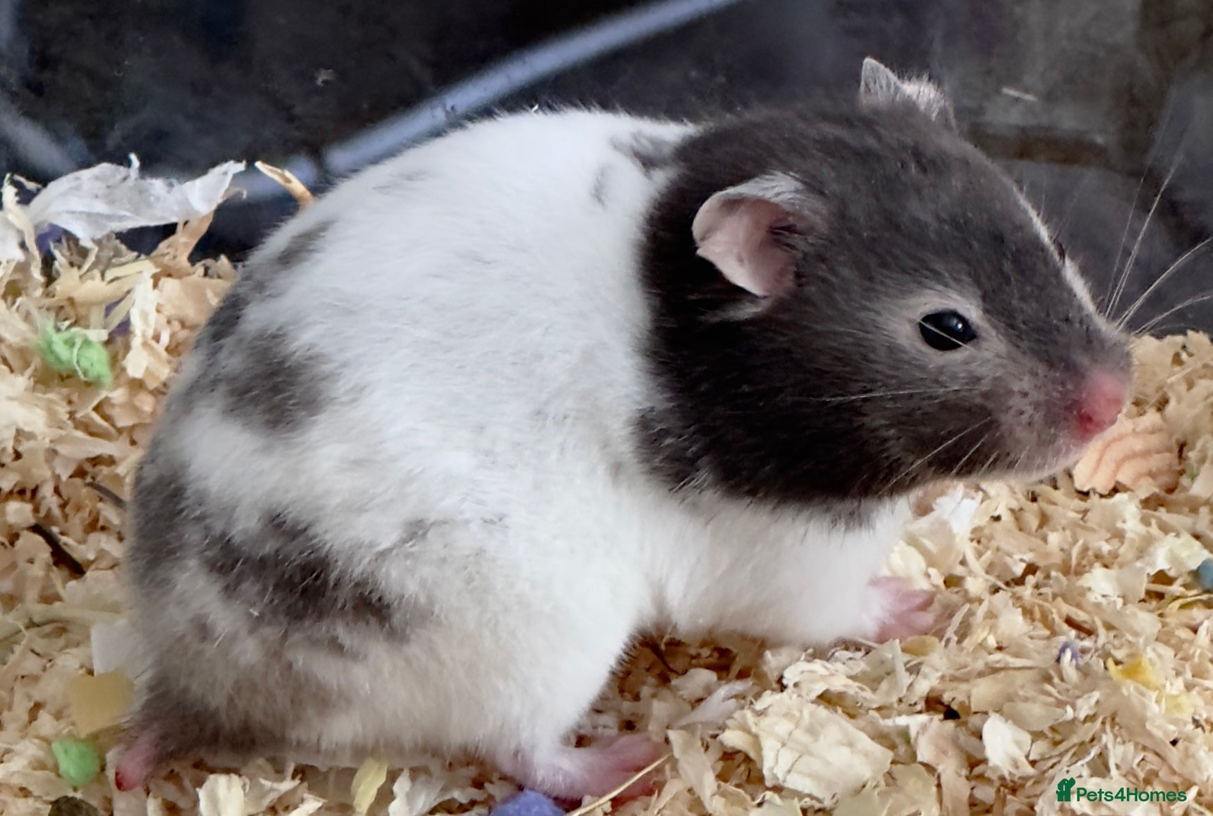 Hamster rodents Syrian hamster 10 weeks Female- for sale :) - Advert 8