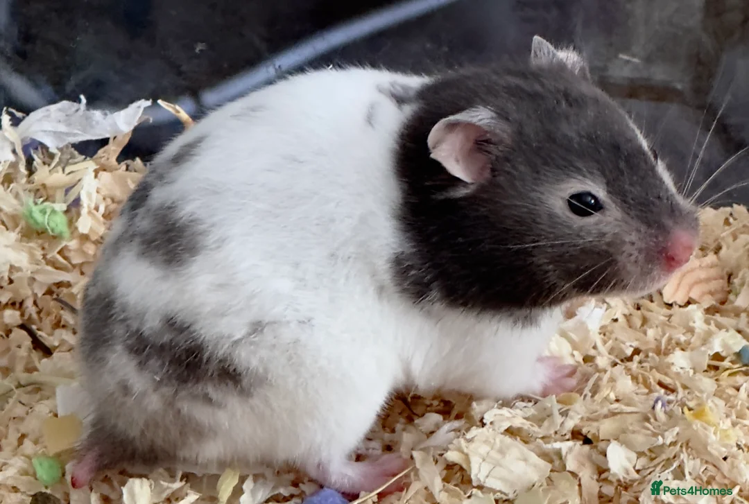 Hamster rodents for sale: Syrian hamster 10 weeks Female- for sale :) - Advert 1