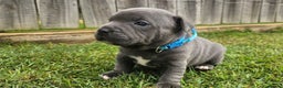 Staffordshire Bull Terrier dogs for sale: Amazing top quality blue staffordshire super activ - Advert 1
