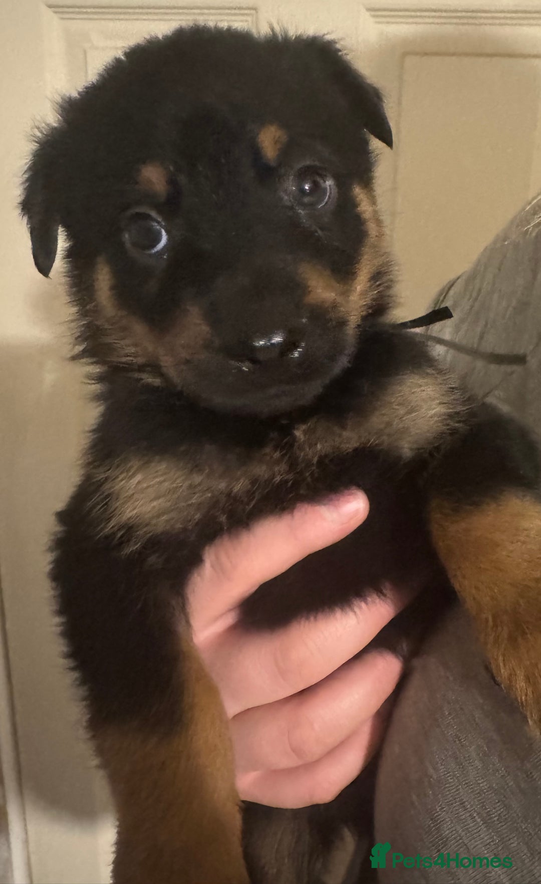 Rottweiler dogs for sale: 7 Rottweiler puppies available to loving homes - Advert 14