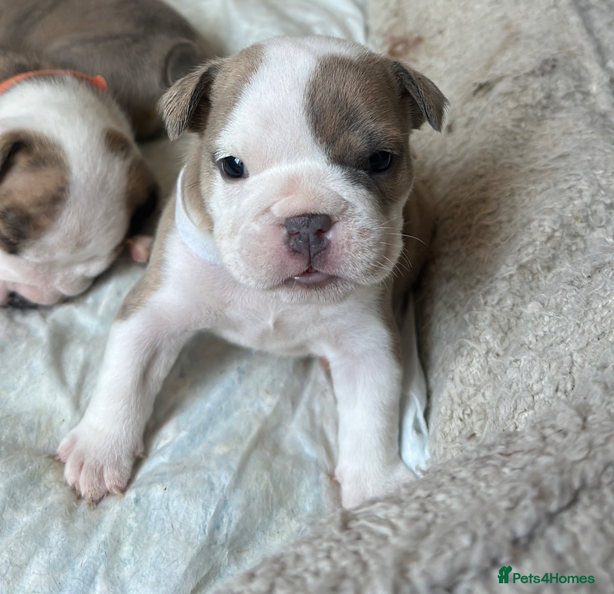 English Bulldog dogs STUNNING ENGLISH BULLDOG PUPPIES! 😍 - Advert 16
