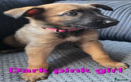 Mixed Breed dogs for sale: 11 german shepherd X Belgium malinois in Exmouth - Image 8