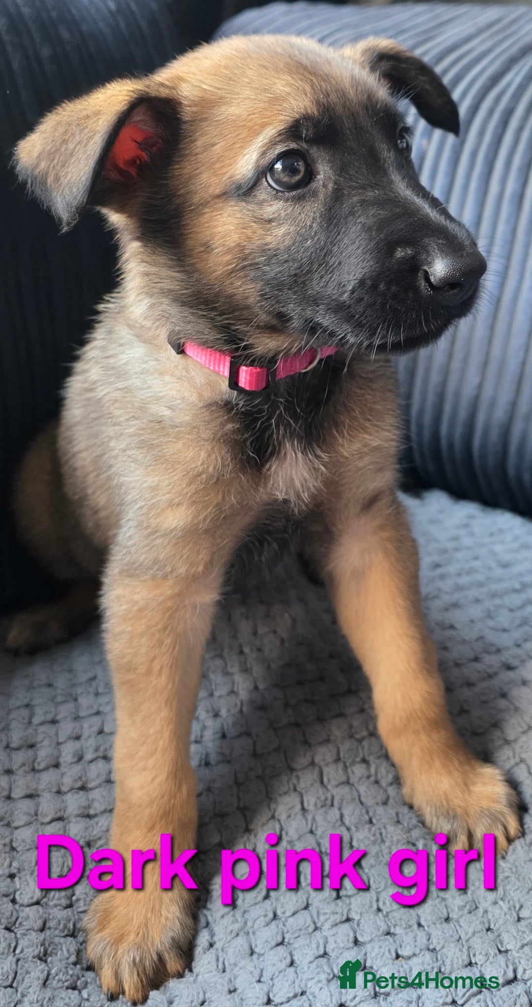 Mixed Breed dogs for sale: 11 german shepherd X Belgium malinois in Exmouth - Image 8