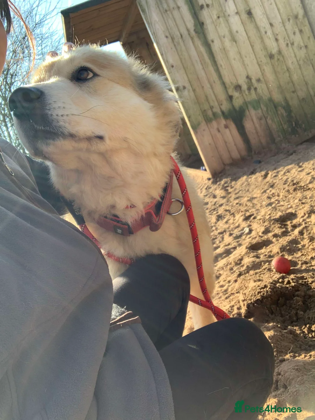 Mixed Breed dogs for adoption: Meet Paddy, currently residing in Cheshire  in Nantwich - Advert 9