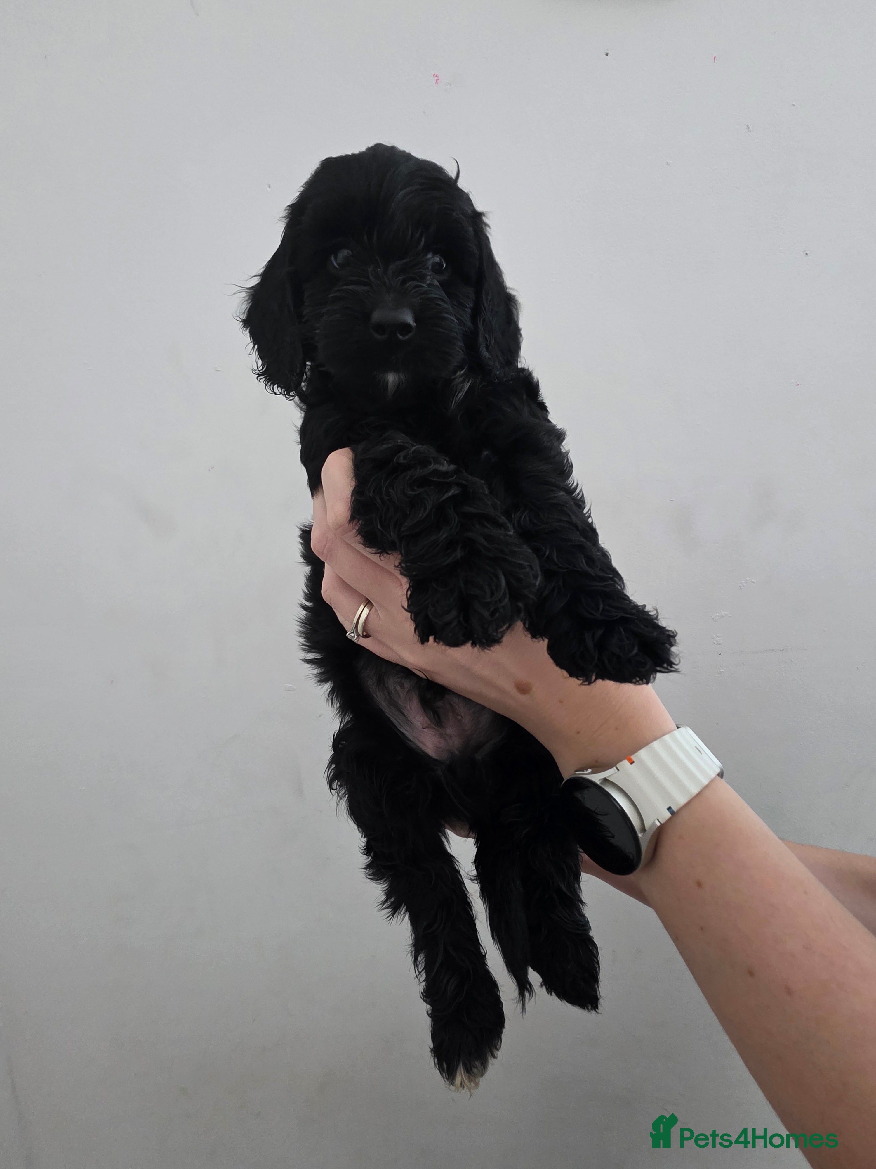 Cockapoo dogs Health checked cockapoo puppies  - Advert 1