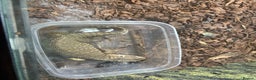 Monitor reptiles for sale: Bosc monitor  - Advert 2