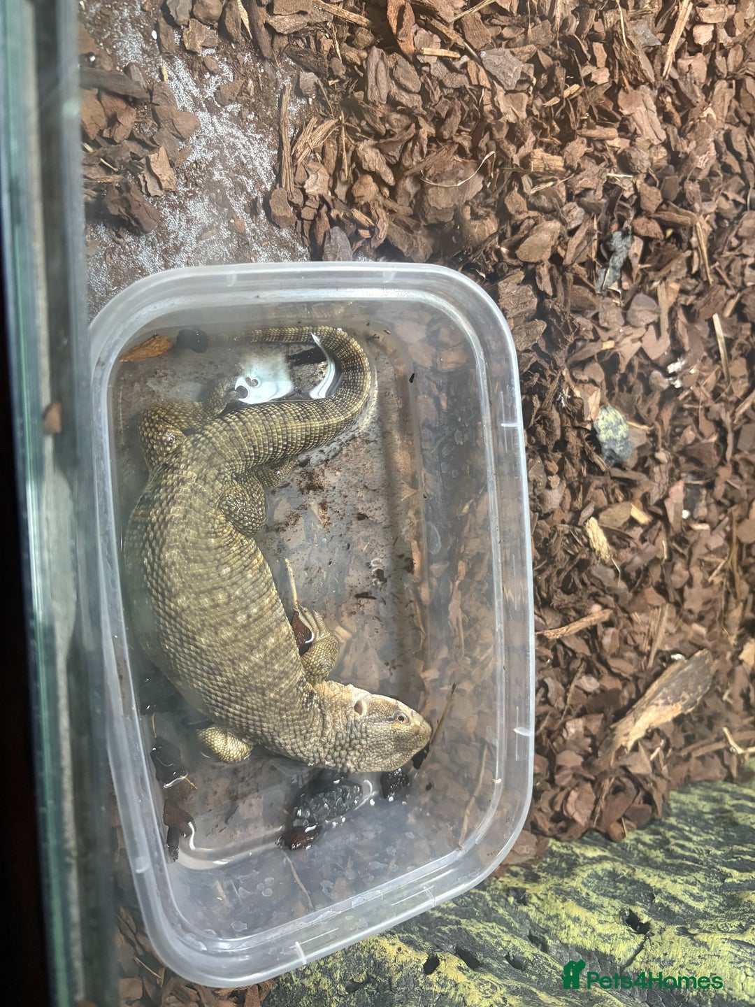 Monitor reptiles for sale: Bosc monitor  - Advert 2
