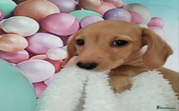 Miniature Dachshund dogs for sale: MINI CREAM DACHSHUND💥READY TO GO💥PRA CLEAR - Image 26