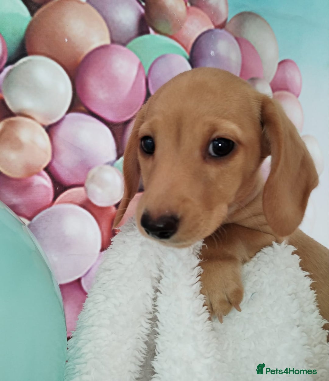 Miniature Dachshund dogs for sale: MINI CREAM DACHSHUND💥READY TO GO💥PRA CLEAR - Image 26
